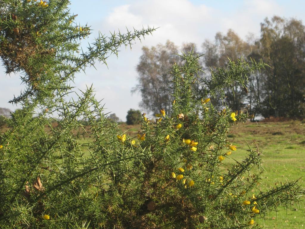 Whitemoor House B&B Lyndhurst Εξωτερικό φωτογραφία