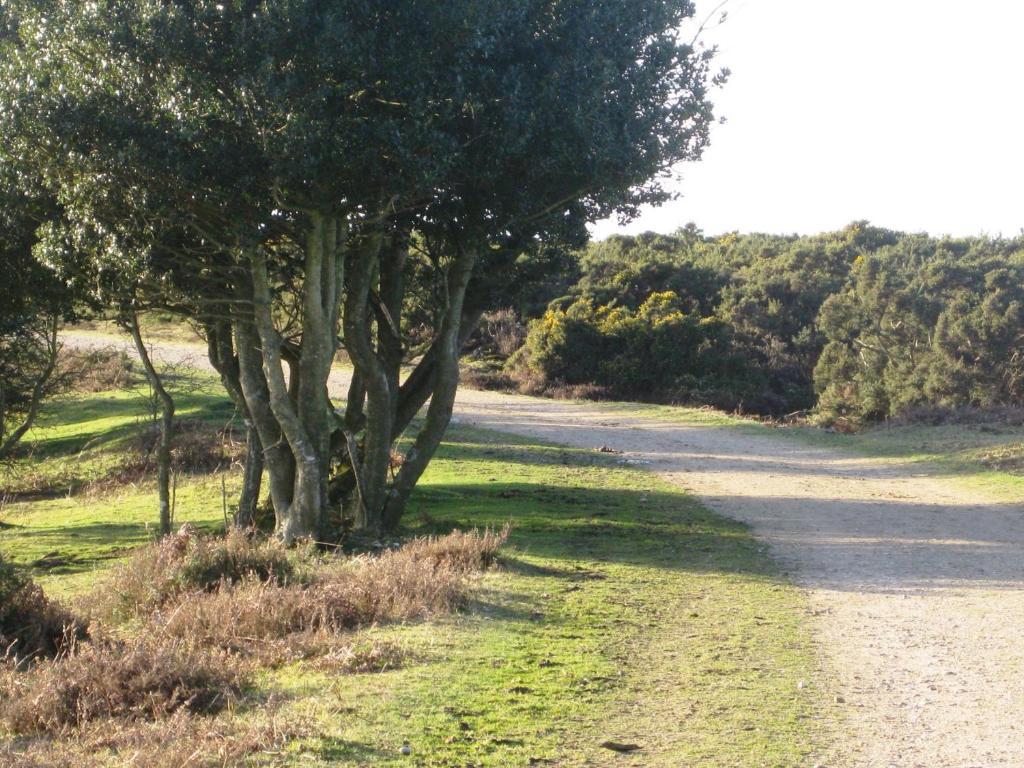Whitemoor House B&B Lyndhurst Εξωτερικό φωτογραφία