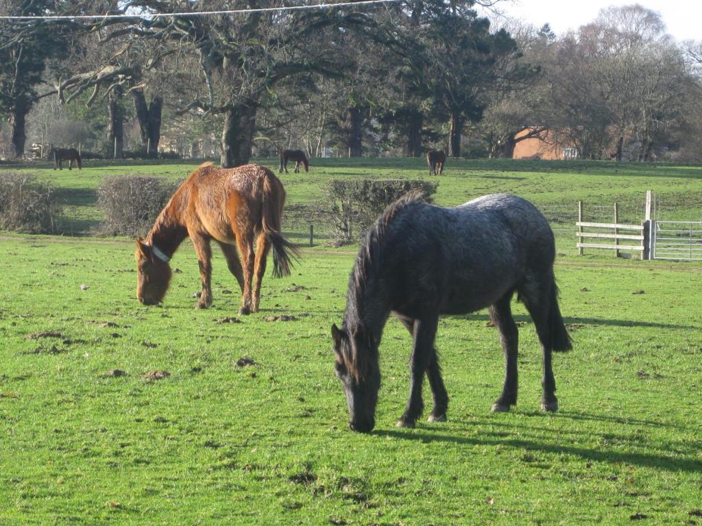 Whitemoor House B&B Lyndhurst Εξωτερικό φωτογραφία