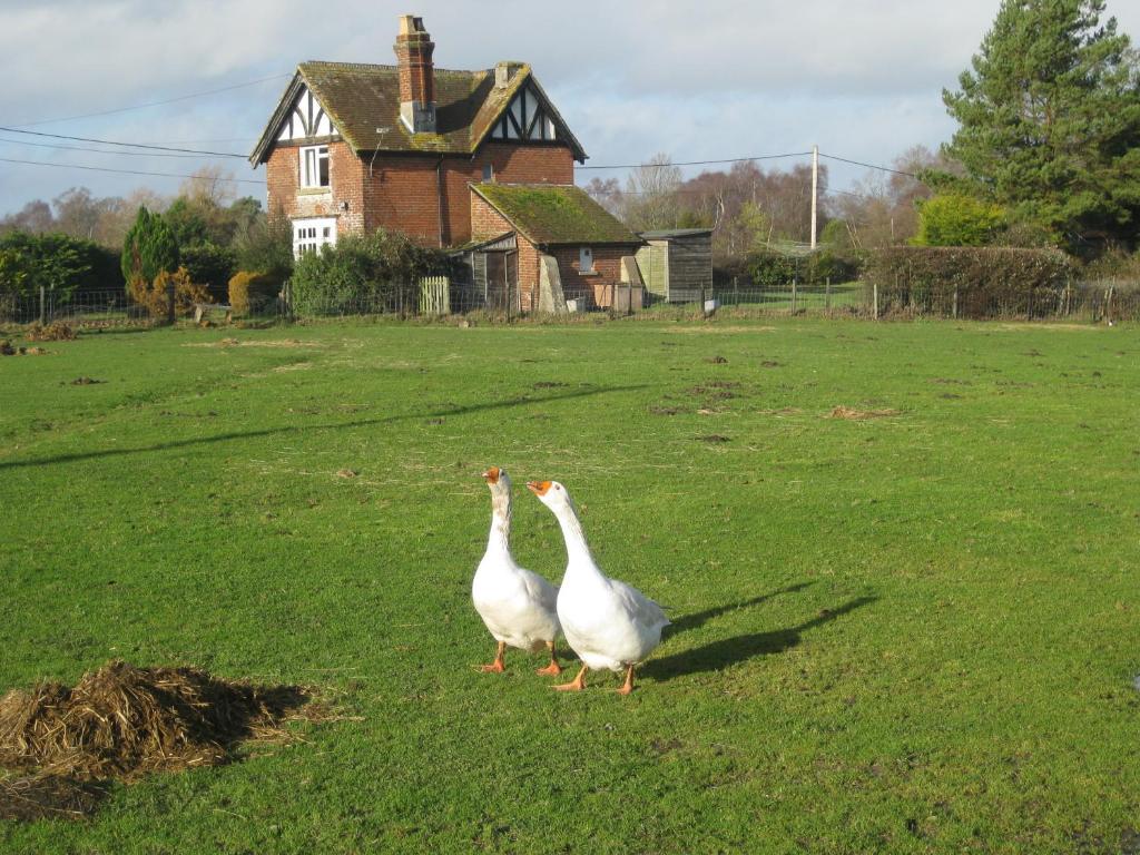 Whitemoor House B&B Lyndhurst Εξωτερικό φωτογραφία